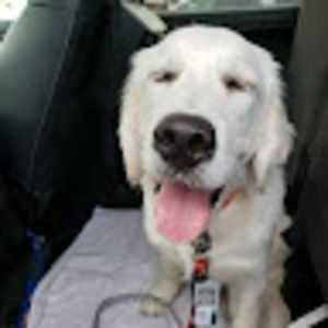 Meet your Posher, Abigail